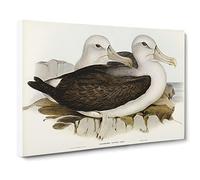 Two Albatross Birds By Elizabeth Gould Canvas Print | Gallery Wrapped 30mm Frame Wall Art | 24x16 inches | Ready to Hang | Retro Bird Picture | Living Room Bedroom Lounge Office
