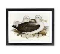 Two Albatross Birds By Elizabeth Gould Vintage Framed Print | A4 Black Framed Wall Art | Ready to Hang | Classic Nature Picture | Living Room Bedroom Lounge Office