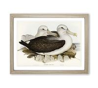Two Albatross Birds By Elizabeth Gould Vintage Framed Print | A4 Oak Framed Wall Art | Ready to Hang | Classic Nature Picture | Living Room Bedroom Lounge Office