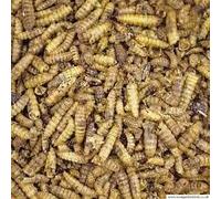 Two Amigos Calci worms 2kg, higher in calcium than mealworms calciworm better alternative to mealworm
