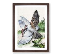 Two Birds by Lang Shining Framed Print | A2 Walnut Framed Wall Art | Ready to Hang | Modern Nature Picture | Living Room Bedroom Lounge Office