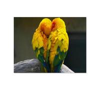 Two birds in an intimate scene sitting on a branch，Puzzle 1000 Pieces Of wooden Puzzles Suitable For Adults Children Families Stress Relief Puzzle Games（75x50cm）-O54