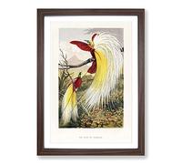 Two Birds of Paradise by Benjamin Fawcett Framed Print | A2 Walnut Framed Wall Art | Ready to Hang | Modern Nature Picture | Living Room Bedroom Lounge Office