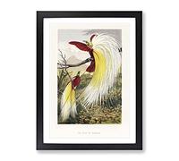 Two Birds Of Paradise By Benjamin Fawcett Vintage Framed Print | A2 Black Framed Wall Art | Ready to Hang | Classic Nature Picture | Living Room Bedroom Lounge Office