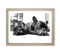 Two Black French Bulldogs Dog Modern Framed Wall Art Print, Ready to Hang Picture for Living Room Bedroom Home Office Décor, Oak A2 (64 x 46 cm)
