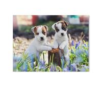 Two cute Jack Russell puppies，Jigsaw Puzzles Puzzles for Adults Kids. 1000 Piece Impossible Challenge Toy Educational Game Home Decoration for Adults& Kids Age 14 Years Up 1000pcs（75x50cm）-J2