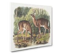 Two Deers by John Woodhouse Audubon Canvas Print | Gallery Wrapped 30mm Frame Wall Art | 14x14 inches | Ready to Hang | Retro Animal Picture | Living Room Bedroom Lounge Office