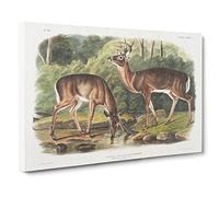 Two Deers By John Woodhouse Audubon Canvas Print | Gallery Wrapped 30mm Frame Wall Art | 30x20 inches | Ready to Hang | Retro Animal Picture | Living Room Bedroom Lounge Office