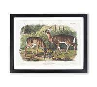 Two Deers By John Woodhouse Audubon Vintage Framed Print | A4 Black Framed Wall Art | Ready to Hang | Classic Nature Picture | Living Room Bedroom Lounge Office