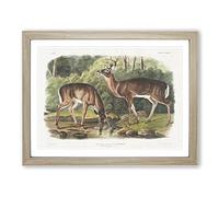 Two Deers By John Woodhouse Audubon Vintage Framed Print | A4 Oak Framed Wall Art | Ready to Hang | Classic Nature Picture | Living Room Bedroom Lounge Office