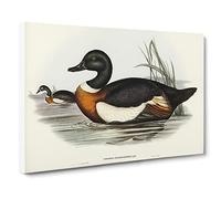 Two Ducks By Elizabeth Gould Canvas Print | Gallery Wrapped 30mm Frame Wall Art | 24x16 inches | Ready to Hang | Retro Bird Picture | Living Room Bedroom Lounge Office