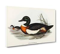 Two Ducks by Elizabeth Gould Canvas Print | Gallery Wrapped 30mm Frame Wall Art | 30x20 inches | Ready to Hang | Modern Bird Picture | Living Room Bedroom Lounge Office
