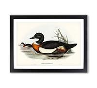 Two Ducks by Elizabeth Gould Framed Print | A2 Black Framed Wall Art | Ready to Hang | Modern Animal Picture | Living Room Bedroom Lounge Office