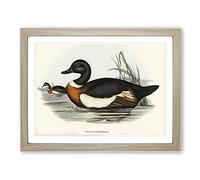 Two Ducks By Elizabeth Gould Vintage Framed Print | A2 Oak Framed Wall Art | Ready to Hang | Classic Animal Picture | Living Room Bedroom Lounge Office
