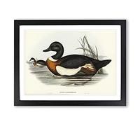Two Ducks By Elizabeth Gould Vintage Framed Print | A3 Black Framed Wall Art | Ready to Hang | Classic Animal Picture | Living Room Bedroom Lounge Office