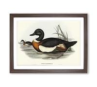 Two Ducks By Elizabeth Gould Vintage Framed Print | A4 Walnut Framed Wall Art | Ready to Hang | Classic Animal Picture | Living Room Bedroom Lounge Office