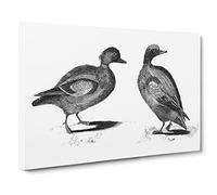 Two Ducks In Black & White By Johan Teyler Canvas Print | Gallery Wrapped 30mm Frame Wall Art | 20x14 inches | Ready to Hang | Retro Bird Picture | Living Room Bedroom Lounge Office