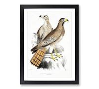Two Eagles by John Edward Gray Framed Print | A2 Black Framed Wall Art | Ready to Hang | Modern Animal Picture | Living Room Bedroom Lounge Office