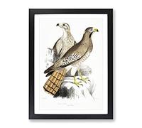Two Eagles By John Edward Gray Vintage Framed Wall Art Print, Ready to Hang Picture for Living Room Bedroom Home Office Décor, Black A3 (34 x 46 cm)
