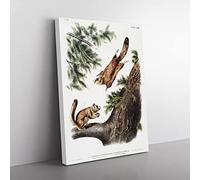 Two Flying Squirrels By John Woodhouse Audubon Vintage Canvas Wall Art Print Ready to Hang, Framed Picture for Living Room Bedroom Home Office Décor, 60x40 cm (24x16 Inch)