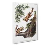 Two Flying Squirrels By John Woodhouse Audubon Vintage Canvas Wall Art Print Ready to Hang, Framed Picture for Living Room Bedroom Home Office Décor, 20x14 Inch (50x35 cm)
