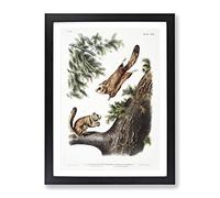 Two Flying Squirrels By John Woodhouse Audubon Vintage Framed Wall Art Print, Ready to Hang Picture for Living Room Bedroom Home Office Décor, Black A2 (64 x 46 cm)