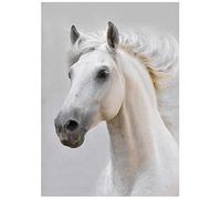 Two For One Greeting Card Offer - Lipizzaner Horse