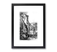 Two Giraffes By John Karst Vintage Framed Print | A4 Black Framed Wall Art | Ready to Hang | Classic Animal Picture | Living Room Bedroom Lounge Office
