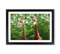 Two Giraffes Framed Print | A2 Black Framed Wall Art | Ready to Hang | Modern Animal Picture | Living Room Bedroom Lounge Office