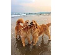 Two Golden Retrievers on The Beach 500 Piece Wood Puzzle For Adults Jigsaw Puzzles Educational Challenge DIY Game Home Wall Art Decoration