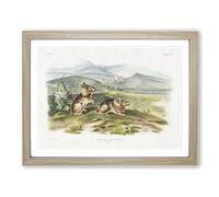 Two Hares By John Woodhouse Audubon Vintage Framed Print | A3 Oak Framed Wall Art | Ready to Hang | Classic Animal Picture | Living Room Bedroom Lounge Office