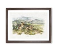 Two Hares By John Woodhouse Audubon Vintage Framed Print | A3 Walnut Framed Wall Art | Ready to Hang | Classic Animal Picture | Living Room Bedroom Lounge Office