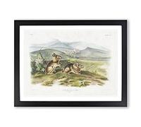 Two Hares By John Woodhouse Audubon Vintage Framed Print | A4 Black Framed Wall Art | Ready to Hang | Classic Animal Picture | Living Room Bedroom Lounge Office