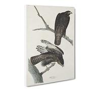Two Hawks By John James Audubon Canvas Print | Gallery Wrapped 30mm Frame Wall Art | 24x16 inches | Ready to Hang | Retro Bird Picture | Living Room Bedroom Lounge Office