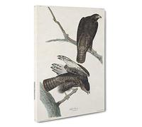 Two Hawks by John James Audubon Canvas Print | Gallery Wrapped 30mm Frame Wall Art | 30x20 inches | Ready to Hang | Modern Bird Picture | Living Room Bedroom Lounge Office