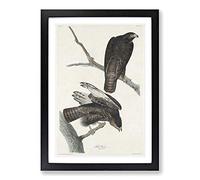 Two Hawks by John James Audubon Framed Print | A2 Black Framed Wall Art | Ready to Hang | Modern Nature Picture | Living Room Bedroom Lounge Office