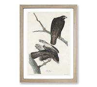 Two Hawks by John James Audubon Framed Print | A2 Oak Framed Wall Art | Ready to Hang | Modern Nature Picture | Living Room Bedroom Lounge Office