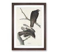 Two Hawks by John James Audubon Framed Print | A2 Walnut Framed Wall Art | Ready to Hang | Modern Nature Picture | Living Room Bedroom Lounge Office