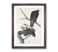 Two Hawks By John James Audubon Vintage Framed Print | A3 Walnut Framed Wall Art | Ready to Hang | Classic Nature Picture | Living Room Bedroom Lounge Office