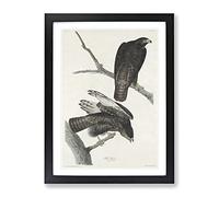 Two Hawks By John James Audubon Vintage Framed Print | A4 Black Framed Wall Art | Ready to Hang | Classic Nature Picture | Living Room Bedroom Lounge Office