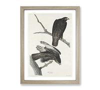Two Hawks By John James Audubon Vintage Framed Print | A4 Oak Framed Wall Art | Ready to Hang | Classic Nature Picture | Living Room Bedroom Lounge Office