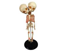 Two Headed Baby Skeleton Model Human Anatomical Model for Display Study Teaching Anatomical Model Studying Tool