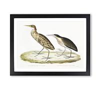 Two Herons By John Edward Gray Vintage Framed Print | A2 Black Framed Wall Art | Ready to Hang | Classic Animal Picture | Living Room Bedroom Lounge Office