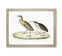 Two Herons By John Edward Gray Vintage Framed Print | A4 Oak Framed Wall Art | Ready to Hang | Classic Animal Picture | Living Room Bedroom Lounge Office