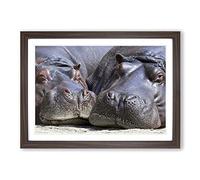 Two Hippos Hippopotamus Framed Print | A2 Walnut Framed Wall Art | Ready to Hang | Modern Nature Picture | Living Room Bedroom Lounge Office