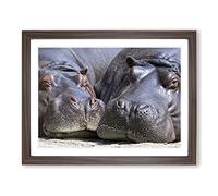 Two Hippos Hippopotamus Modern Framed Print | A3 Walnut Framed Wall Art | Ready to Hang | Modern Nature Picture | Living Room Bedroom Lounge Office