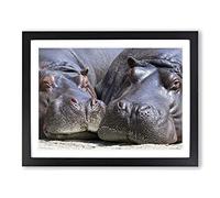 Two Hippos Hippopotamus Modern Framed Print | A4 Black Framed Wall Art | Ready to Hang | Modern Nature Picture | Living Room Bedroom Lounge Office