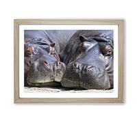 Two Hippos Hippopotamus Modern Framed Print | A4 Oak Framed Wall Art | Ready to Hang | Modern Nature Picture | Living Room Bedroom Lounge Office