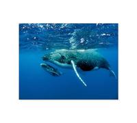 Two humpback whales below the water surface in the Pacific Ocean，Puzzle 1000 Pieces Of Paper Puzzles Suitable For Adults Children Families Stress Relief Puzzle Games（38x26cm）-Q94
