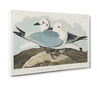 Two Kittiwake Gulls By John James Audubon Vintage Canvas Wall Art Print Ready to Hang, Framed Picture for Living Room Bedroom Home Office Décor, 20x14 Inch (50x35 cm)
